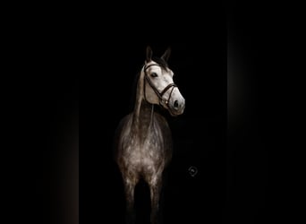 Westfaal, Merrie, 8 Jaar, 172 cm, Schimmel