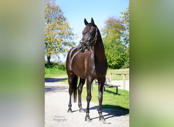Westfaal, Merrie, 8 Jaar, 172 cm, Zwartbruin