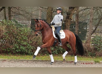 Westfaal, Merrie, 8 Jaar, 173 cm, Bruin