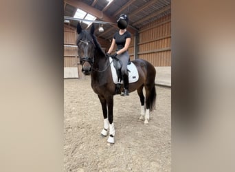 Westfaal, Merrie, 8 Jaar, 175 cm, Bruin