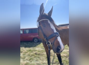 Westfaal, Merrie, 8 Jaar, 175 cm, Bruin