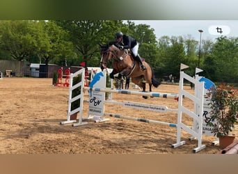 Westfaal, Merrie, 8 Jaar, 175 cm, Bruin