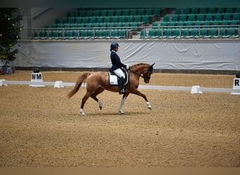 Westfaal, Merrie, 9 Jaar, 146 cm, Falbe