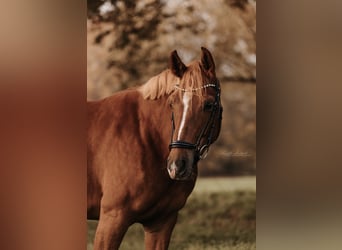 Westfaal, Merrie, 9 Jaar, 155 cm, Vos