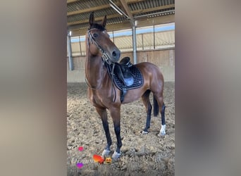 Westfaal, Merrie, 9 Jaar, 160 cm, Bruin