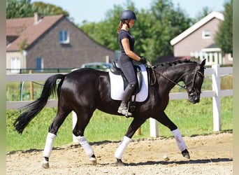 Westfaal, Merrie, 9 Jaar, 162 cm, Zwart