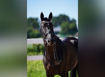 Westfaal, Merrie, 9 Jaar, 162 cm, Zwart