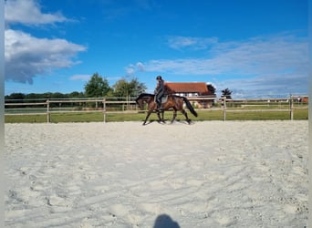Westfaal, Merrie, 9 Jaar, 162 cm, Zwartbruin