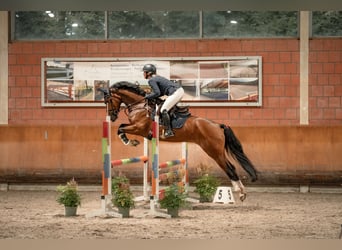 Westfaal, Merrie, 9 Jaar, 163 cm, Bruin