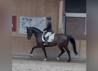 Westfaal, Merrie, 9 Jaar, 164 cm, Donkerbruin