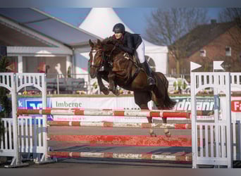Westfaal, Merrie, 9 Jaar, 164 cm, Donkere-vos