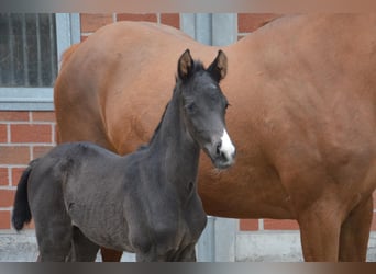 Westfaal, Merrie, 9 Jaar, 164 cm, Vos