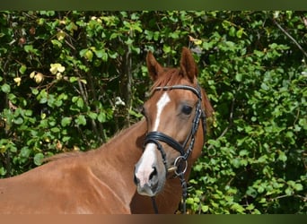 Westfaal, Merrie, 9 Jaar, 164 cm, Vos