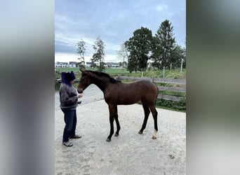 Westfaal, Merrie, 9 Jaar, 165 cm