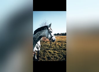 Westfaal, Merrie, 9 Jaar, 165 cm, Schimmel