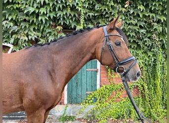 Westfaal, Merrie, 9 Jaar, 166 cm, Brauner