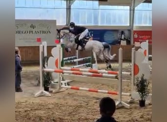 Westfaal, Merrie, 9 Jaar, 166 cm, Schimmel