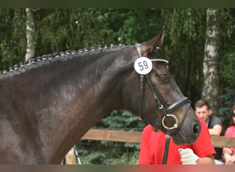 Westfaal, Merrie, 9 Jaar, 166 cm, Zwart