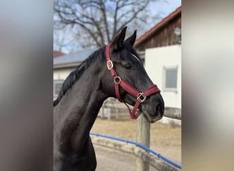 Westfaal, Merrie, 9 Jaar, 166 cm, Zwartbruin