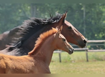 Westfale, Stute, 9 Jahre, 167 cm, Brauner