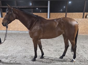 Westfaal, Merrie, 9 Jaar, 167 cm, Bruin