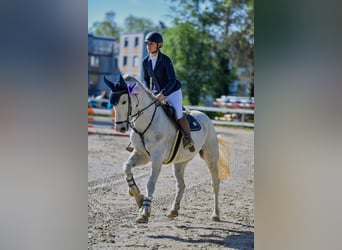 Westfaal, Merrie, 9 Jaar, 167 cm, Schimmel