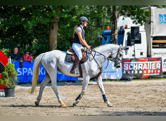 Westfaal, Merrie, 9 Jaar, 167 cm, Schimmel