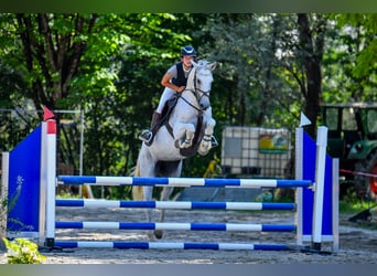 Westfaal, Merrie, 9 Jaar, 167 cm, Schimmel