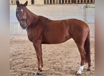 Westfaal, Merrie, 9 Jaar, 167 cm, Vos