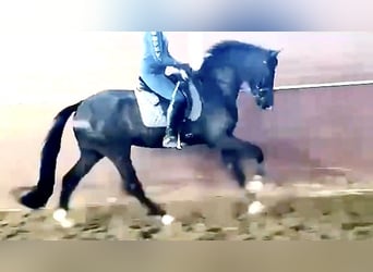 Westfaal, Merrie, 9 Jaar, 167 cm, Zwart