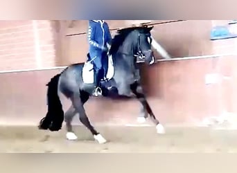 Westfaal, Merrie, 9 Jaar, 167 cm, Zwart