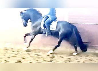 Westfaal, Merrie, 9 Jaar, 167 cm, Zwart