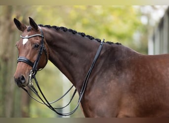 Westfaal, Merrie, 9 Jaar, 168 cm, Bruin