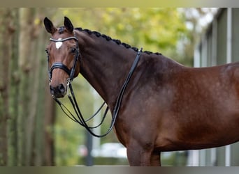 Westfaal, Merrie, 9 Jaar, 168 cm, Bruin