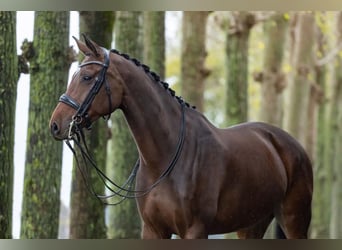 Westfaal, Merrie, 9 Jaar, 168 cm, Bruin