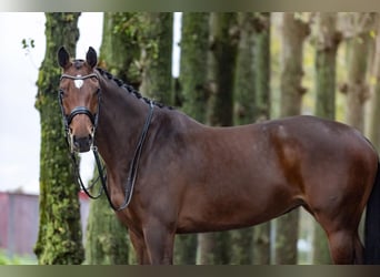 Westfaal, Merrie, 9 Jaar, 168 cm, Bruin