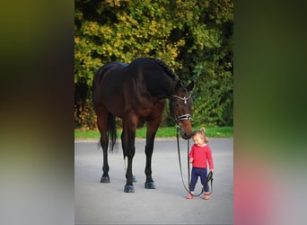 Westfaal, Merrie, 9 Jaar, 168 cm, Bruin