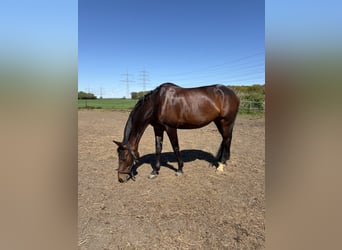 Westfaal, Merrie, 9 Jaar, 168 cm, Bruin