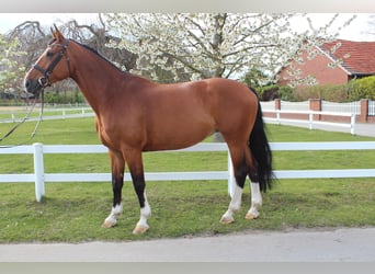 Westfaal, Merrie, 9 Jaar, 168 cm, Bruin