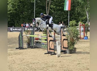 Westfaal, Merrie, 9 Jaar, 168 cm, Schimmel