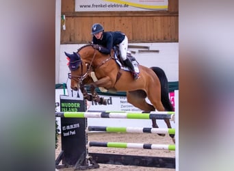 Westfaal, Merrie, 9 Jaar, 169 cm, Bruin