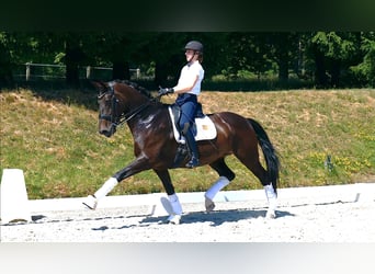 Westfaal, Merrie, 9 Jaar, 169 cm, Donkerbruin