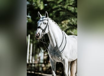 Westfaal, Merrie, 9 Jaar, 169 cm, Schimmel