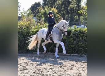 Westfaal, Merrie, 9 Jaar, 169 cm, Schimmel