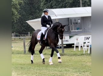 Westfaal, Merrie, 9 Jaar, 170 cm, Donkerbruin