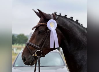 Westfaal, Merrie, 9 Jaar, 170 cm, Donkerbruin