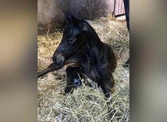 Westfaal, Merrie, 9 Jaar, 170 cm, Donkerbruin