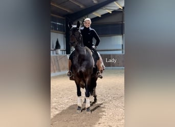Westfaal, Merrie, 9 Jaar, 170 cm, Donkerbruin
