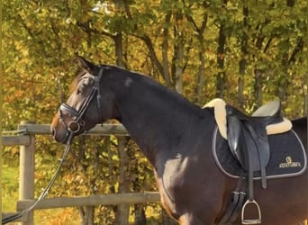 Westfaal, Merrie, 9 Jaar, 170 cm, Donkerbruin
