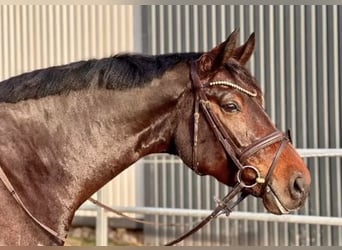 Westfaal, Merrie, 9 Jaar, 170 cm, Donkerbruin